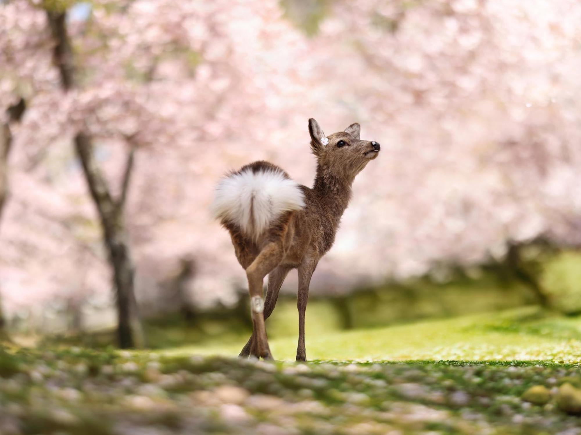 Grand Mercure Nara Kashihara Kashihara  Bagian luar foto